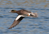 American Wigeon; male