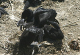Brandt's Cormorants; immatures