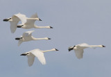 Tundra Swans