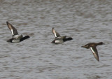 Lesser Scaup