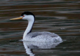 Clark's Grebe; breeding