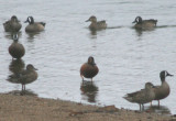 Cinnamon X Blue-wing Teal; Hybrid male