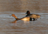 Redhead; immature male