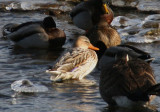 Mallard; partially leucistic