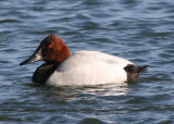 Canvasback; male