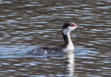Horned Grebe; basic