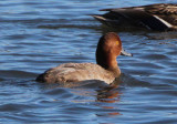 Redhead; immature male