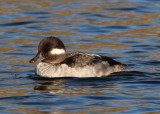 Bufflehead; female