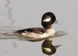 Bufflehead; female
