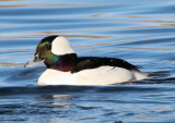 Bufflehead; male