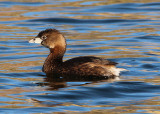 Pied-billed Grebe; transitional plumage