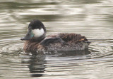 Ruddy Duck; transitional male