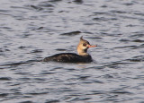Red-breasted Merganser; immature male
