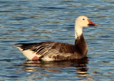 Snow Goose; dark morph