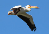 American White Pelican; breeding