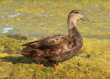 American Black Duck; male