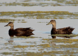 American Black Duck pair