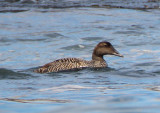 Common Eider; female