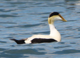 Common Eider; male