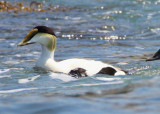 Common Eider; male