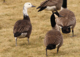 Canada X Snow Goose Hybrid