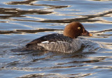Common Goldeneye; female