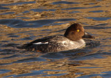 Common Goldeneye; female