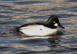 Common Goldeneye; male