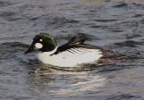 Common Goldeneye; male