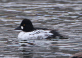 Common Goldeneye; subadult male