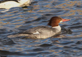 Common Merganser; female