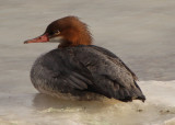 Common Merganser; female