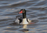 Common Merganser; male