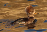 Hooded Merganser; female