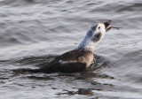 Long-tailed Duck; immature male
