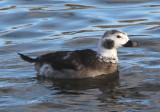 Long-tailed Duck; immature male