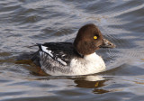 Common Goldeneye; female