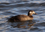 White-winged Scoter; immature male