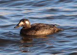 White-winged Scoter; immature male