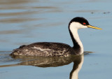 Western Grebe; basic