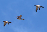Canvasbacks