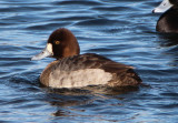 Lesser Scaup; female