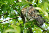 Black-crowned Night-Heron (Nycticorax nycticorax)