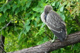 Black-crowned Night-Heron (Nycticorax nycticorax)