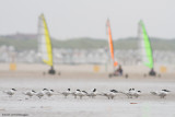 Thalasseus sandvicensis / Grote Stern / Sandwich tern