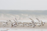 Thalasseus sandvicensis / Grote Stern / Sandwich tern