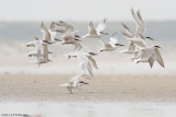 Thalasseus sandvicensis / Grote Stern / Sandwich tern