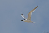 Thalasseus sandvicensis / Grote Stern / Sandwich tern