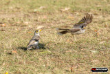 australian_wildlife