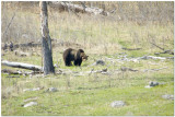Yellowstone National Park April/May 2015